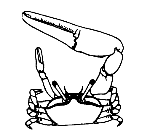 Gelasimus annulipes: Alcock (1902) image