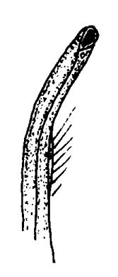 Leptuca leptochela: Bott (1973) image