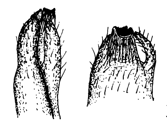 Mesuca coarctata: Bott (1973) image