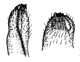 Mesuca coarctata thumbnail
