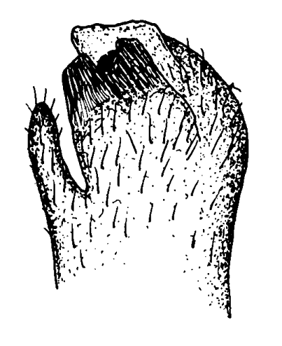 Mesuca neocultrimana: Bott (1973) image