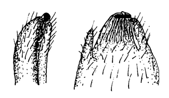 Mesuca rhizophorae thumbnail