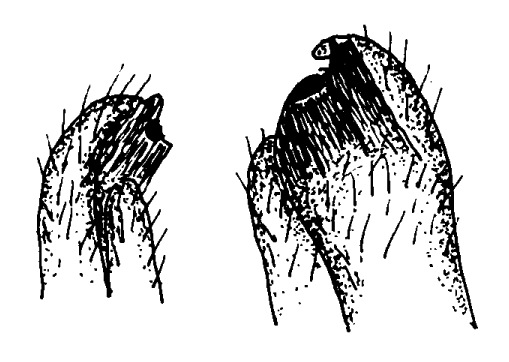 Mesuca rosea: Bott (1973) image