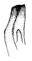 Planuca macrodactyla thumbnail