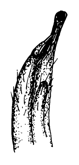 Tubuca forceps: Bott (1973) image