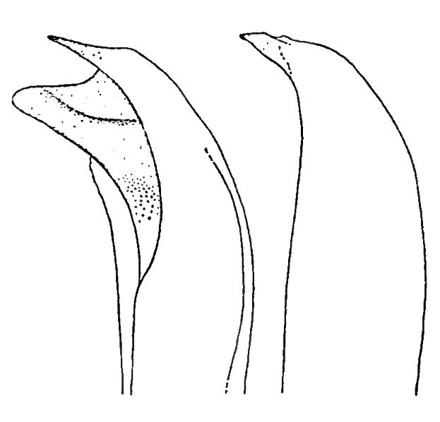 Uca leptodactyla: Chace & Hobbs (1969) image