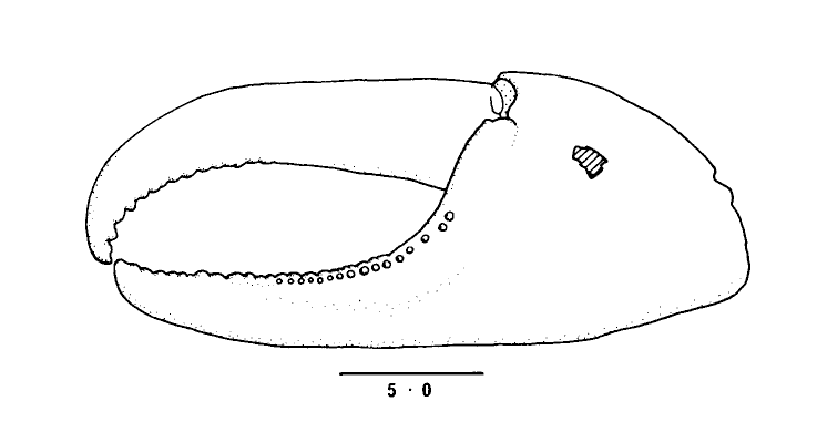 Uca sindensis: Collins <em>et al.</em> (1984) image