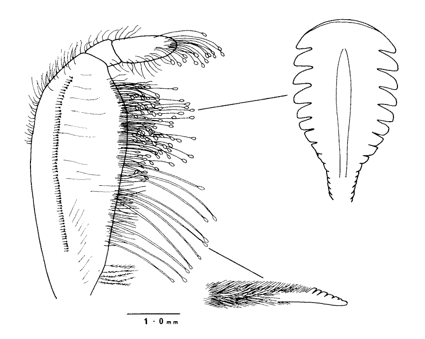 Uca sindensis: Collins <em>et al.</em> (1984) image