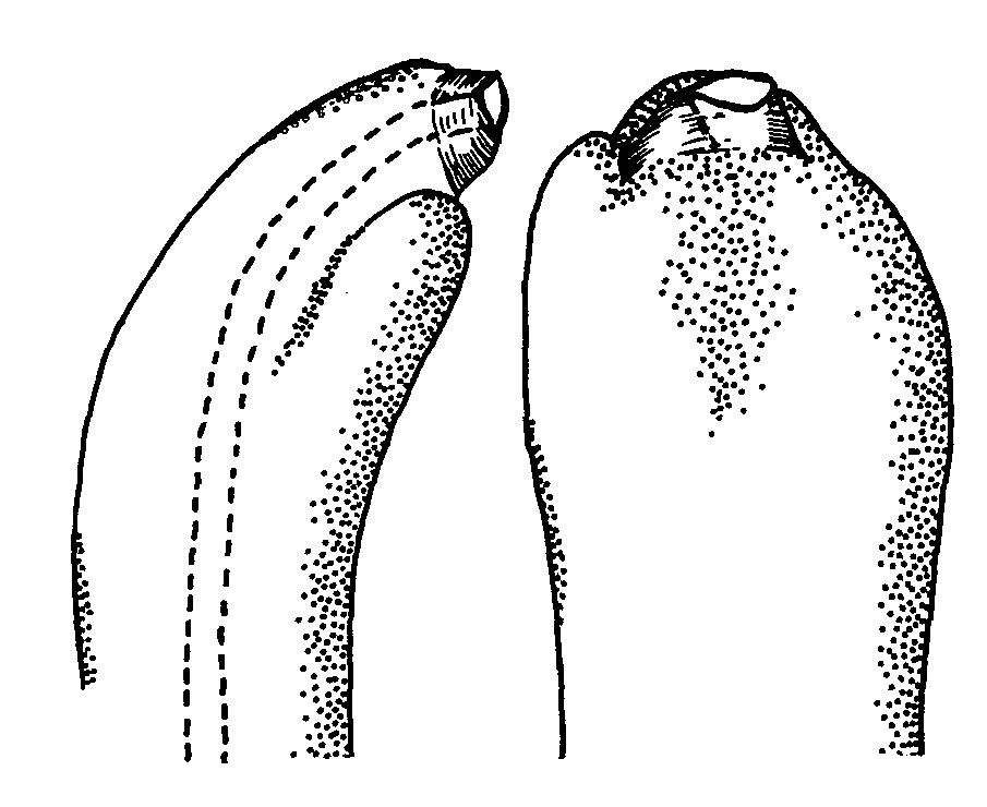 Uca acuta rhizophorae: Crane (1975) image