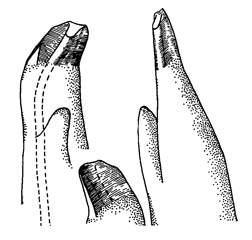 Uca argillicola: Crane (1975) image