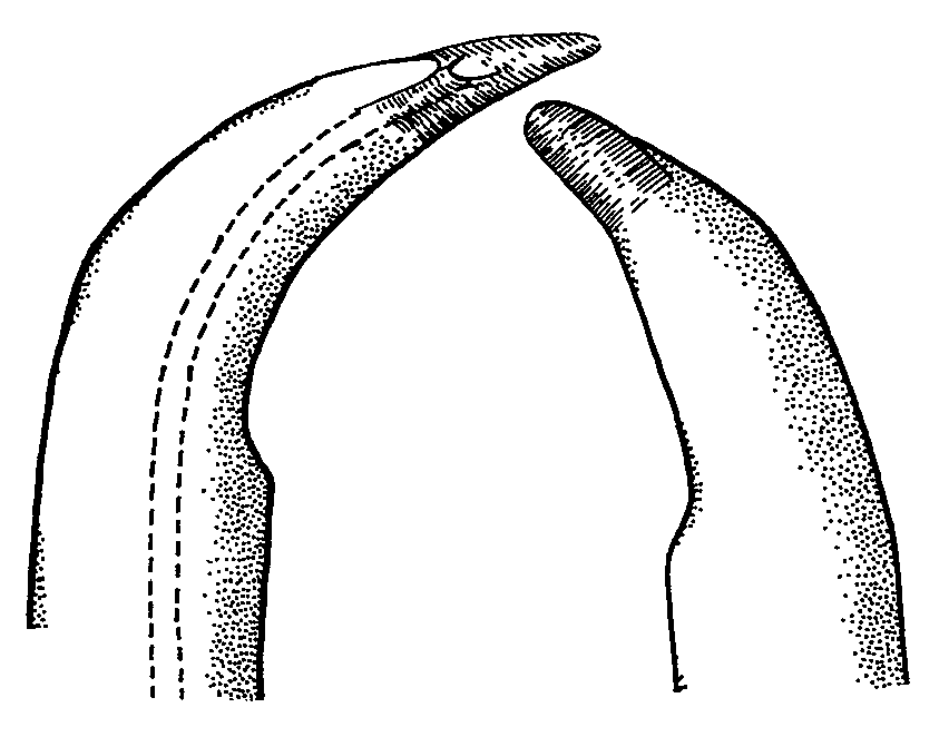 Uca batuenta: Crane (1975) image