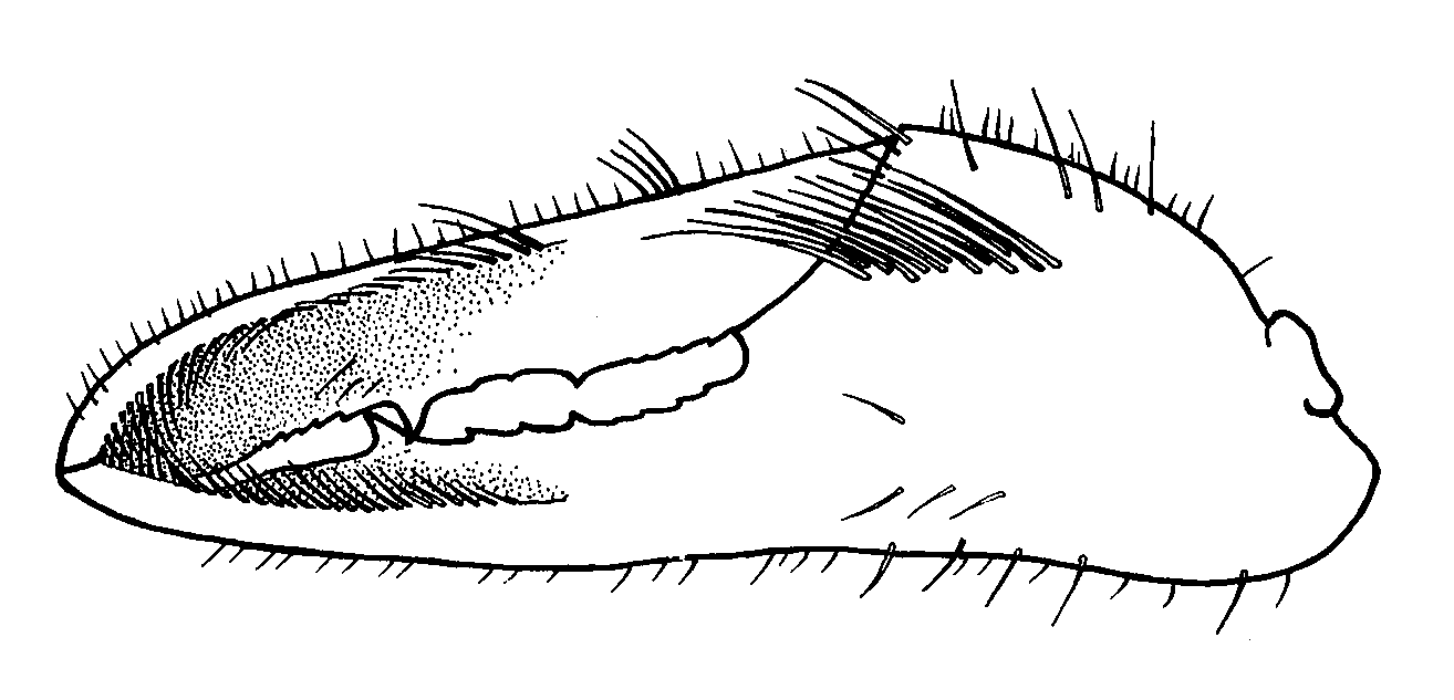 Uca bellator bellator: Crane (1975) image