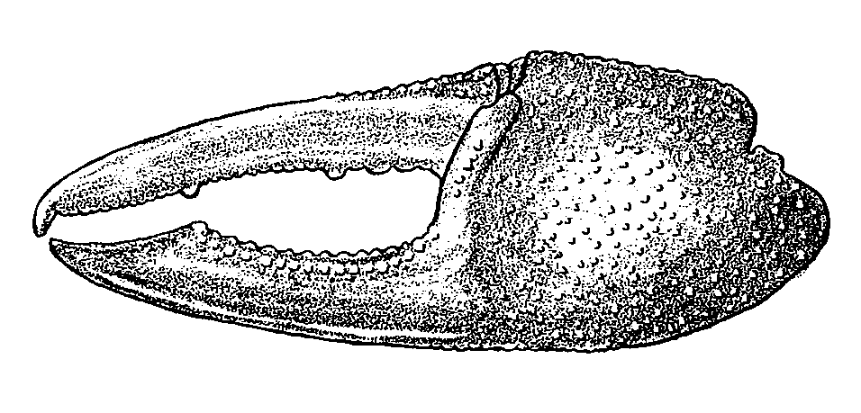 Uca bellator minima: Crane (1975) image