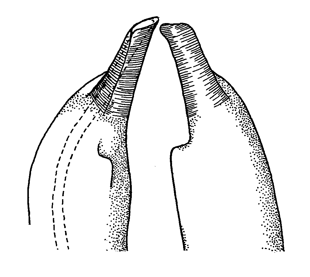 Uca bellator signata: Crane (1975) image