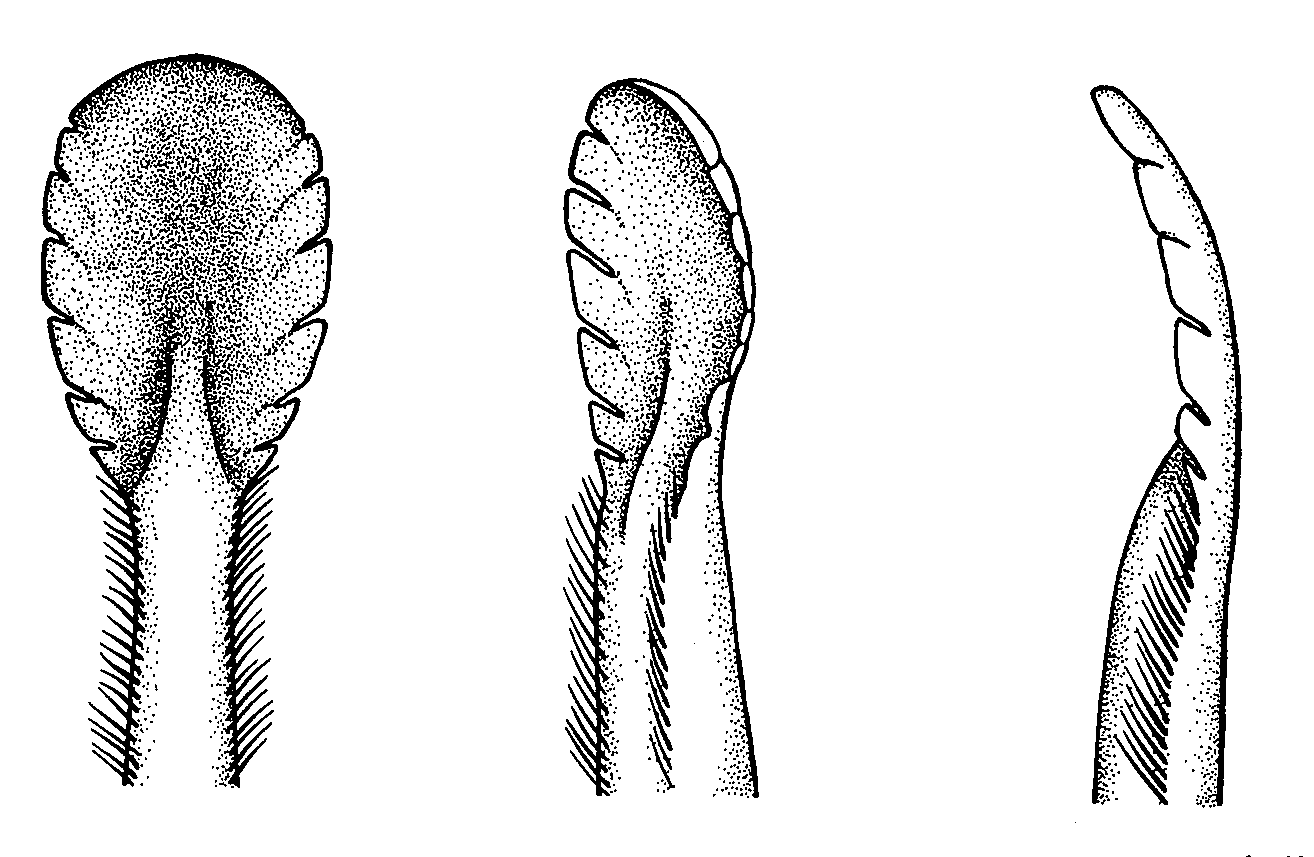 Uca chlorophthalmus chlorophthalmus: Crane (1975) image