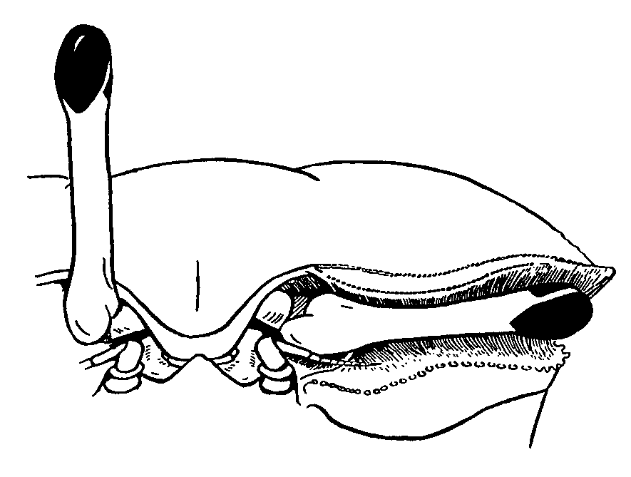 Uca chlorophthalmus crassipes: Crane (1975) image