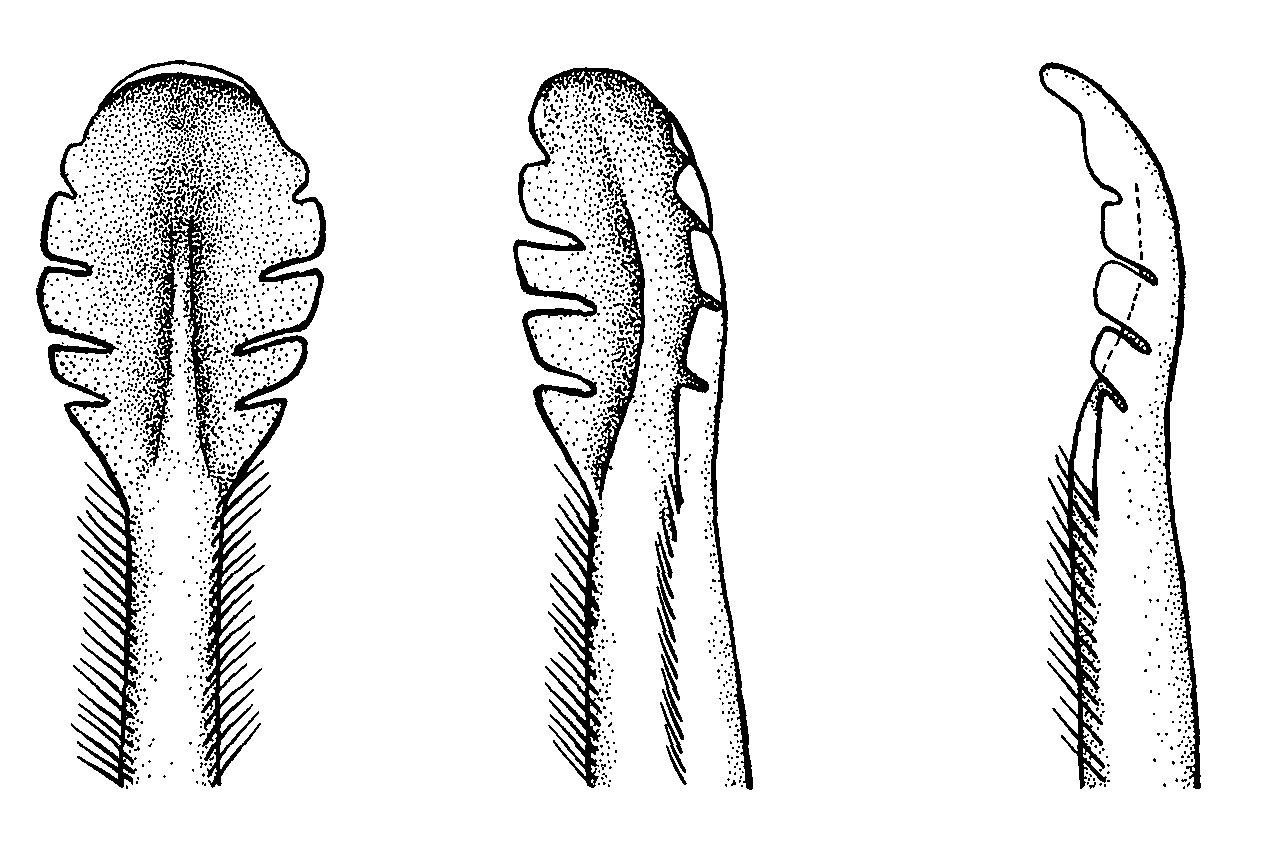 Uca coarctata coarctata: Crane (1975) image
