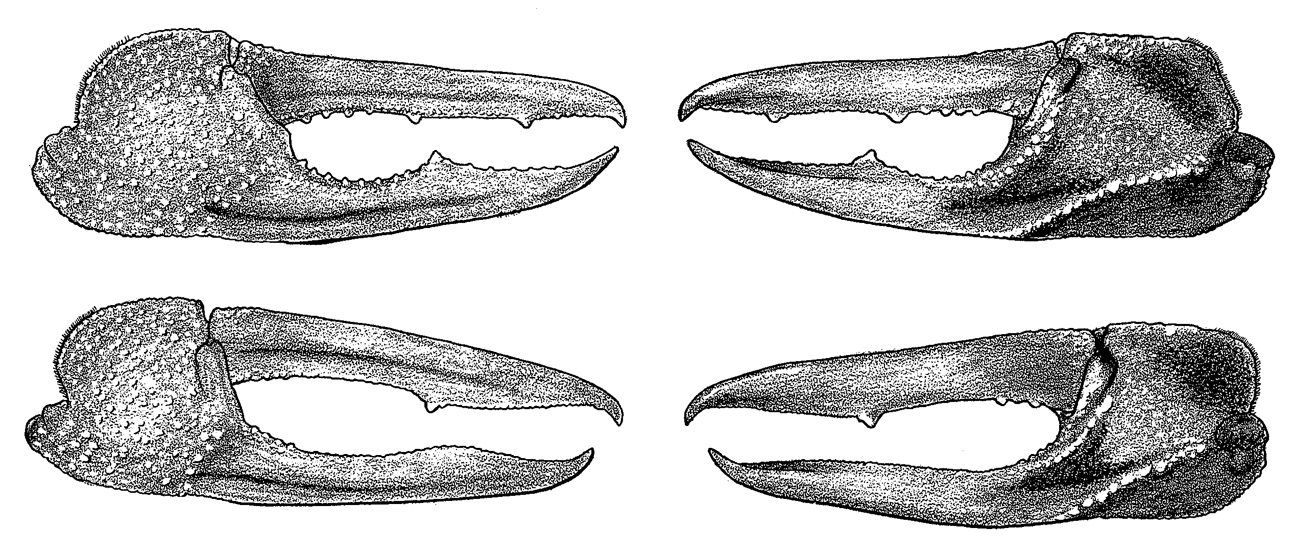 Uca coarctata flammula: Crane (1975) image