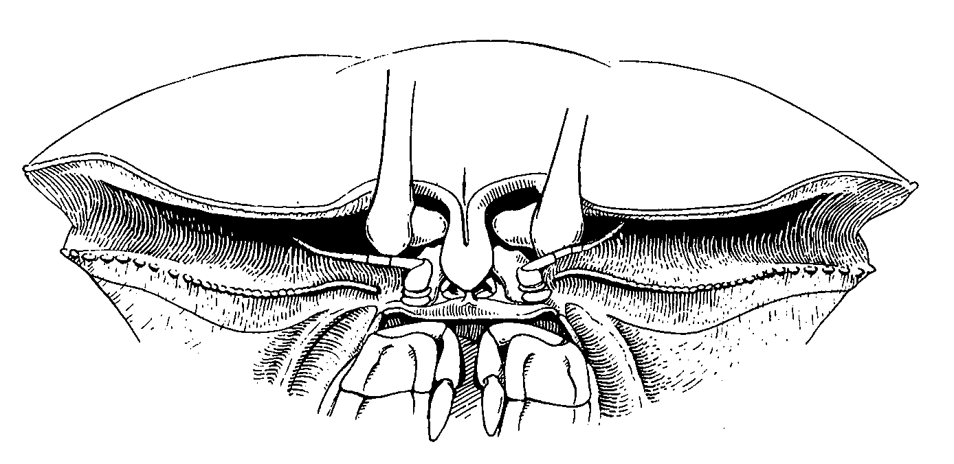 Uca dussumieri dussumieri: Crane (1975) image