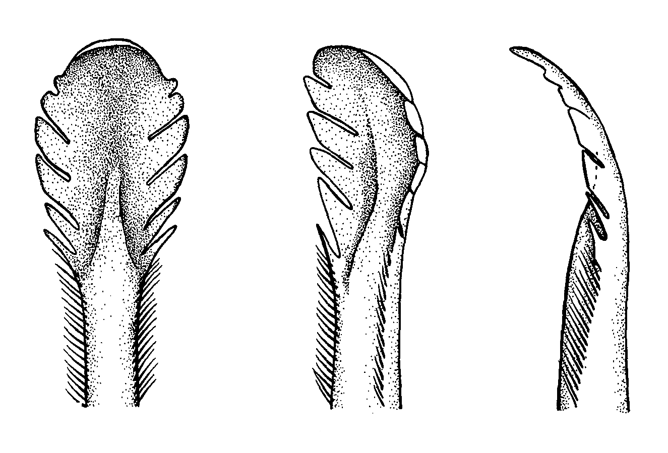 Uca dussumieri spinata: Crane (1975) image
