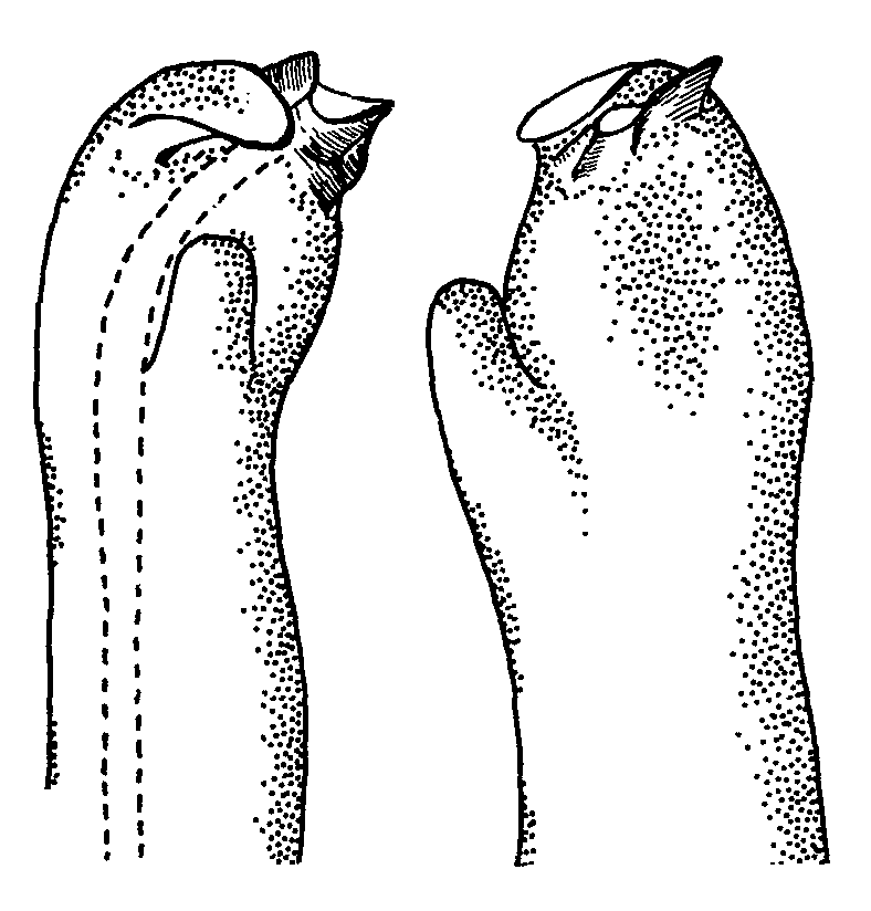 Uca formosensis: Crane (1975) image