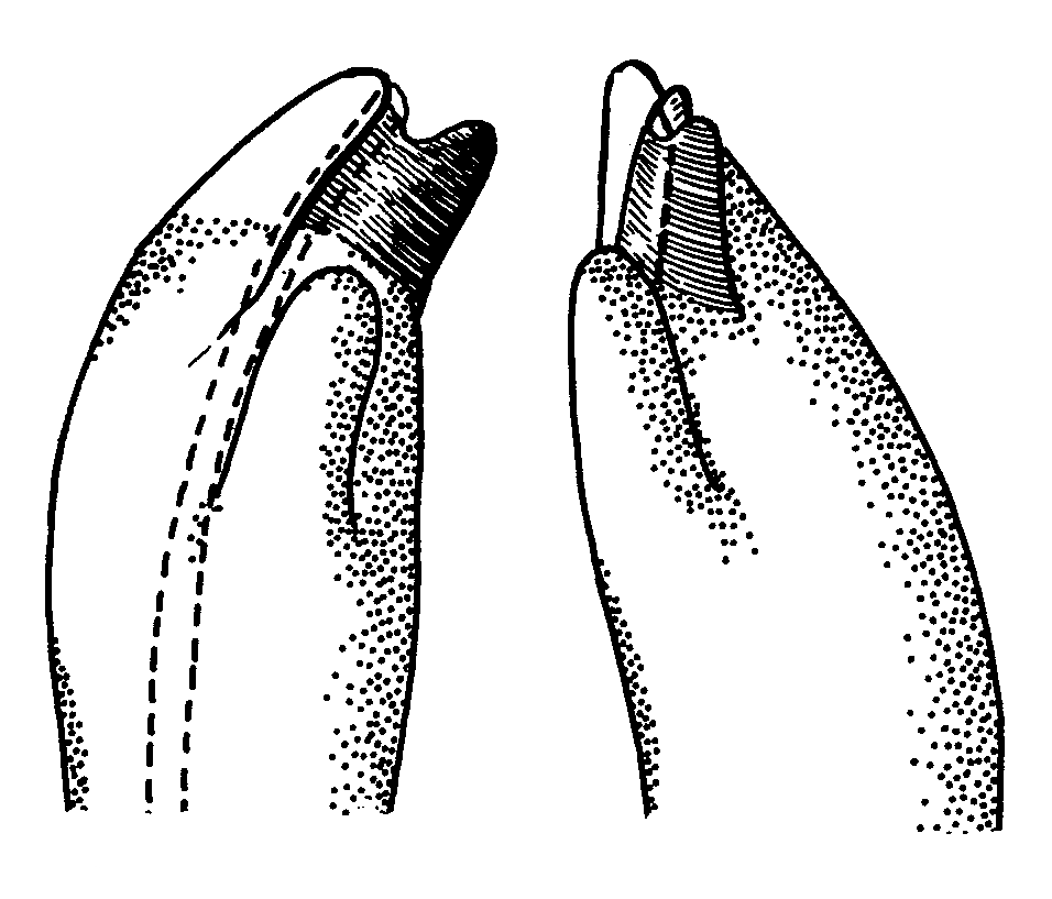 Uca galapagensis herradurensis: Crane (1975) image
