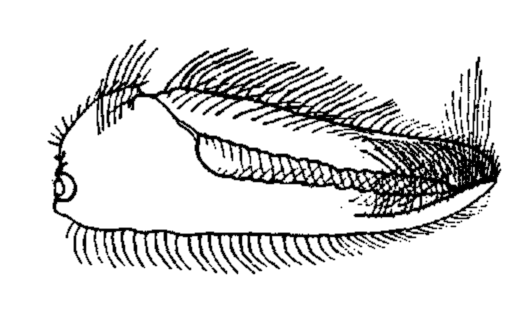 Uca heteropleura: Crane (1941) image