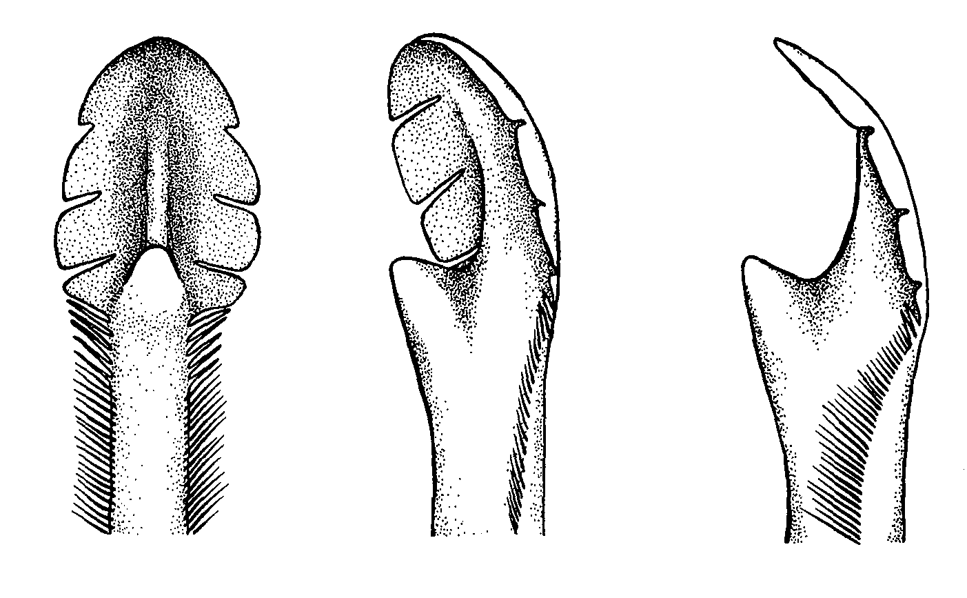 Uca heteropleura: Crane (1975) image