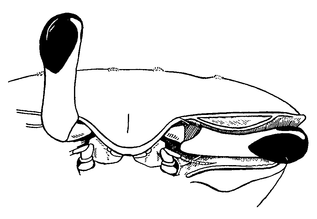 Uca inaequalis: Crane (1975) image