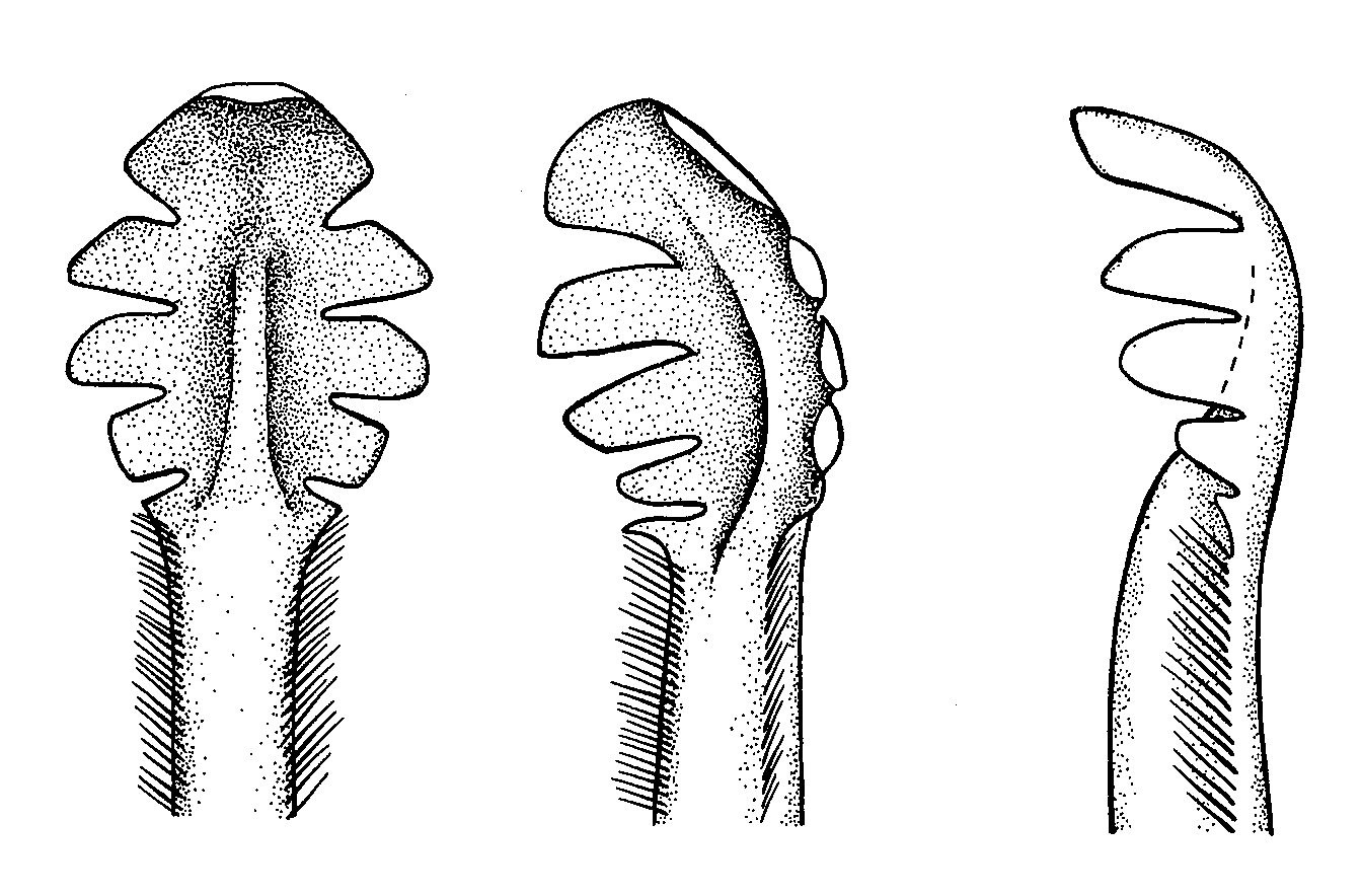 Uca lactea annulipes: Crane (1975) image