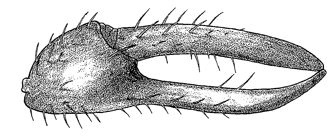 Uca lactea mjobergi: Crane (1975) image