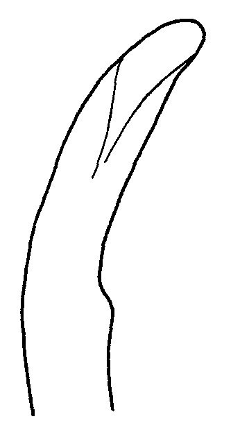 Uca leptochela: Crane (1975) image