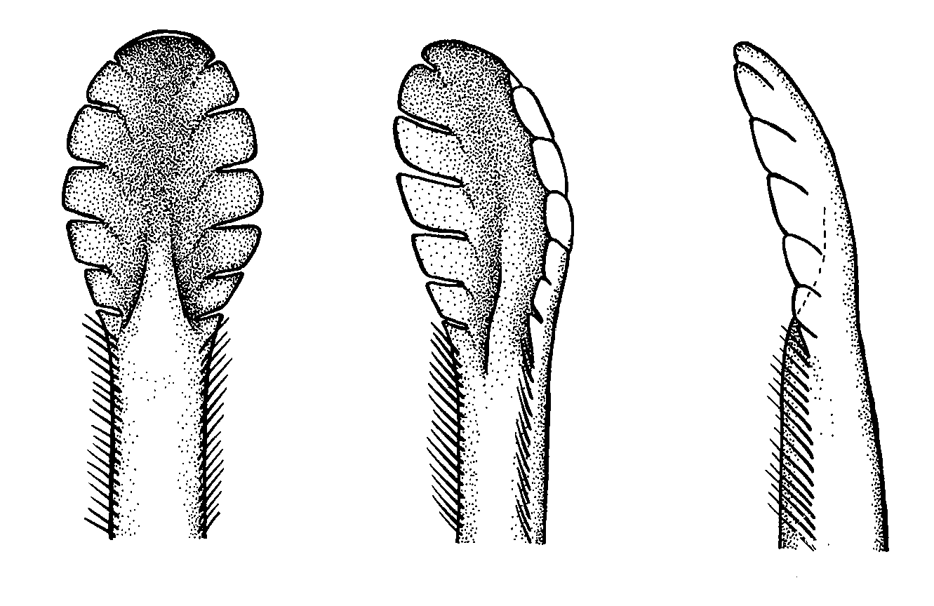 Uca leptodactyla: Crane (1975) image