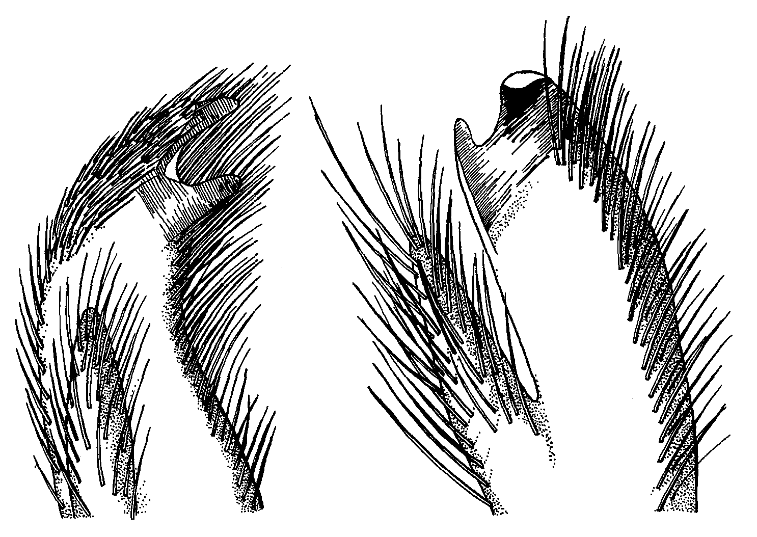 Uca leptodactyla: Crane (1975) image