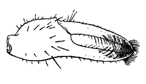 Uca limicola: Crane (1941) image