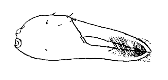 Uca macrodactyla: Crane (1941) image