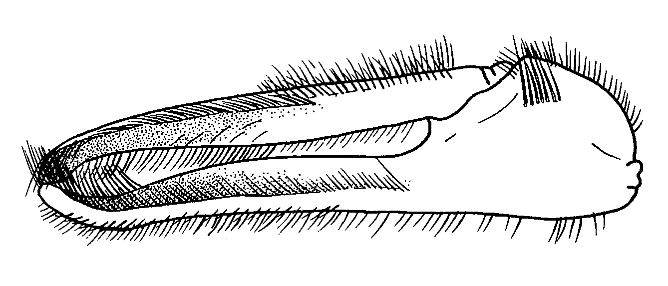 Uca ornata: Crane (1975) image