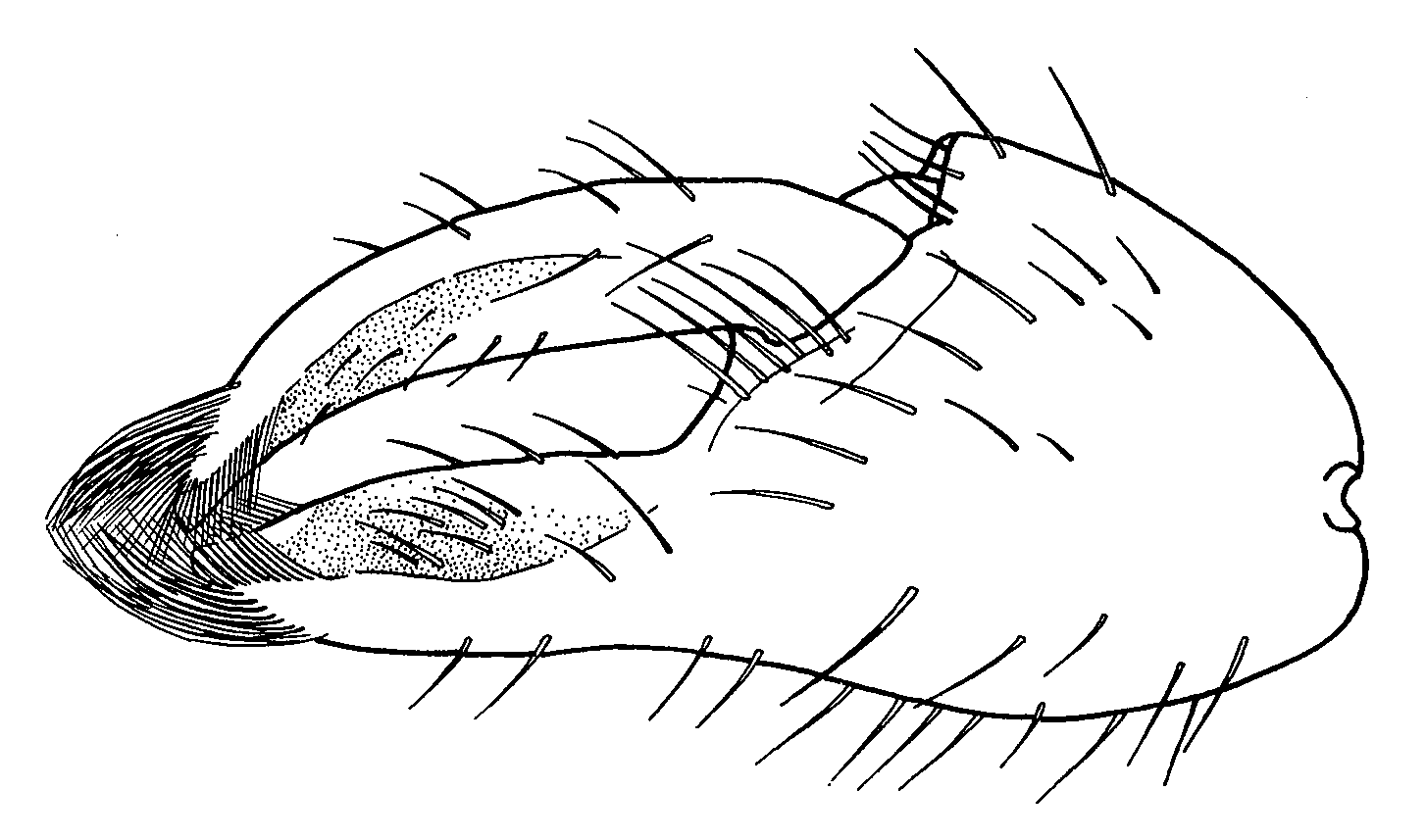 Uca panamensis: Crane (1975) image