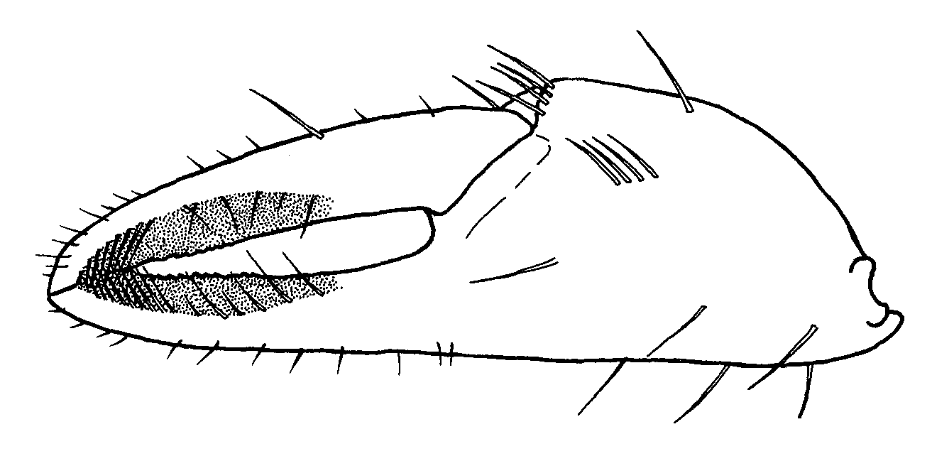Uca pugnax pugnax: Crane (1975) image