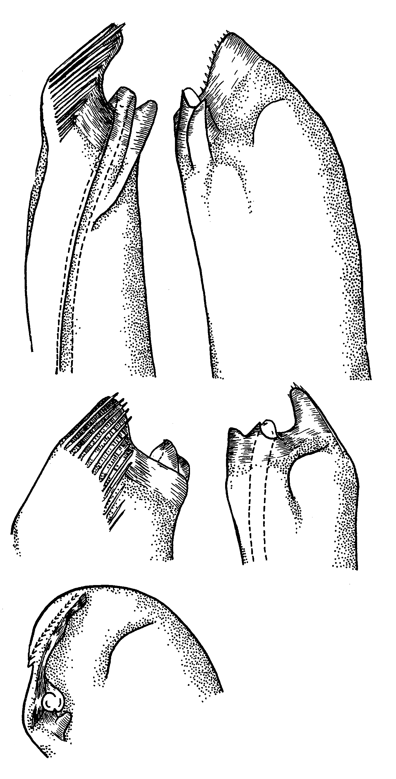 Uca subcylindrica: Crane (1975) image