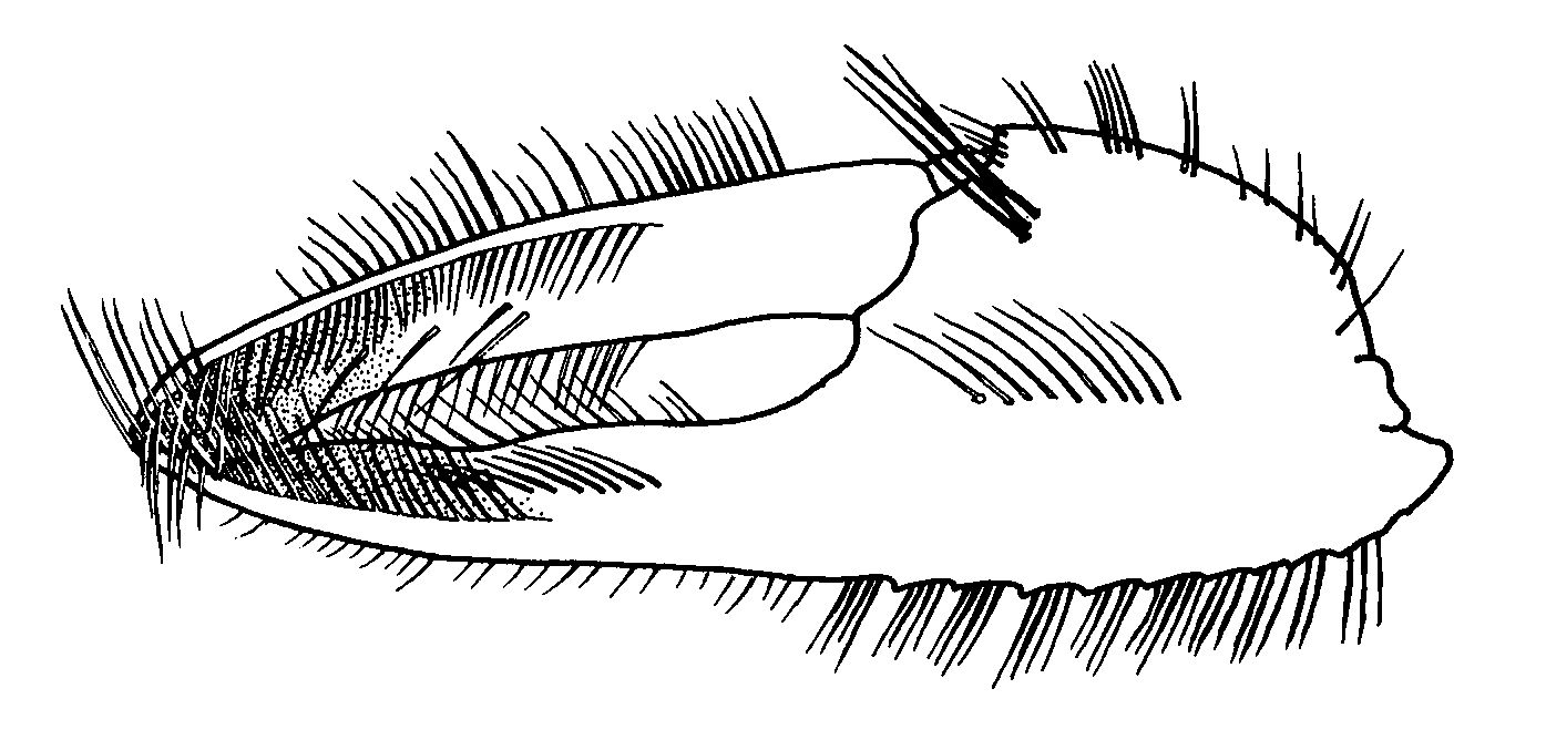 Uca tangeri: Crane (1975) image