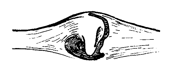 Uca vocans vomeris: Crane (1975) image