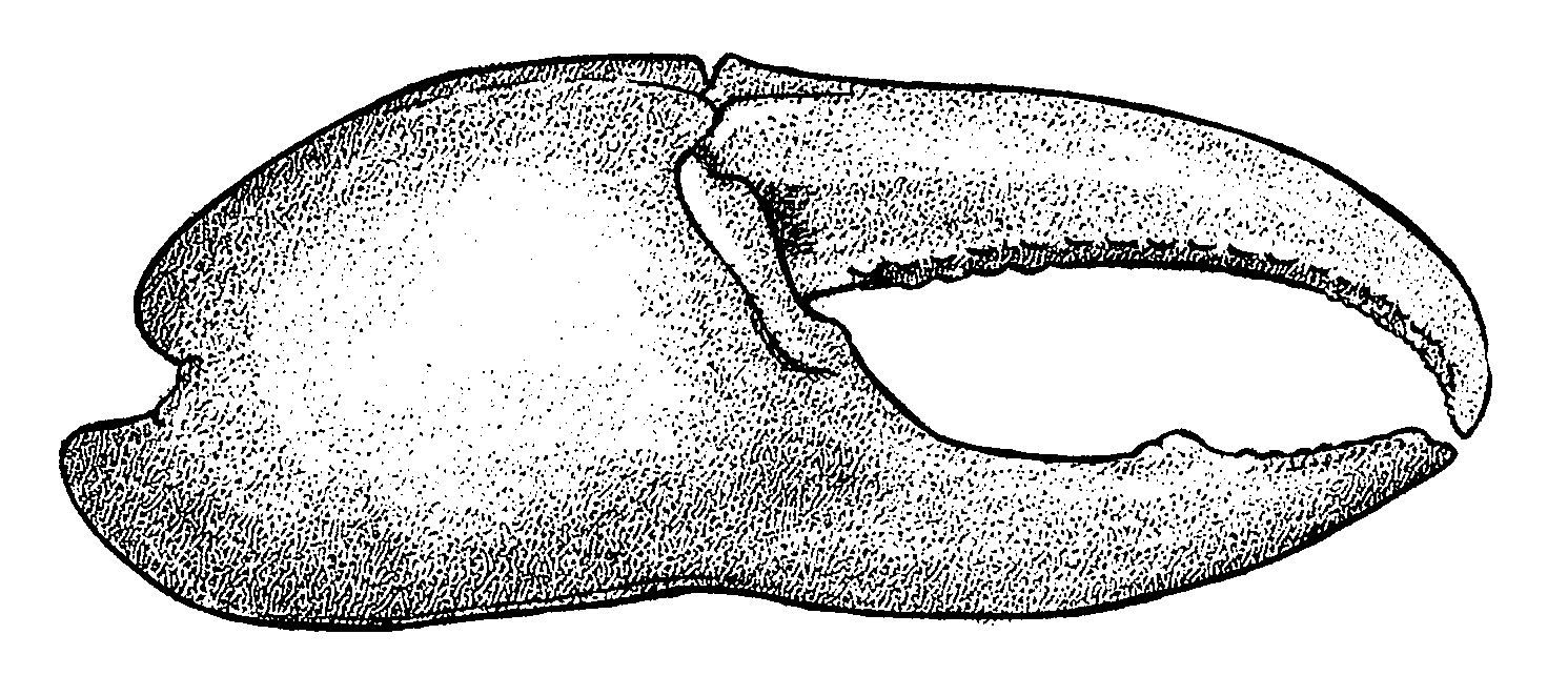 Uca vocator ecuadoriensis: Crane (1975) image