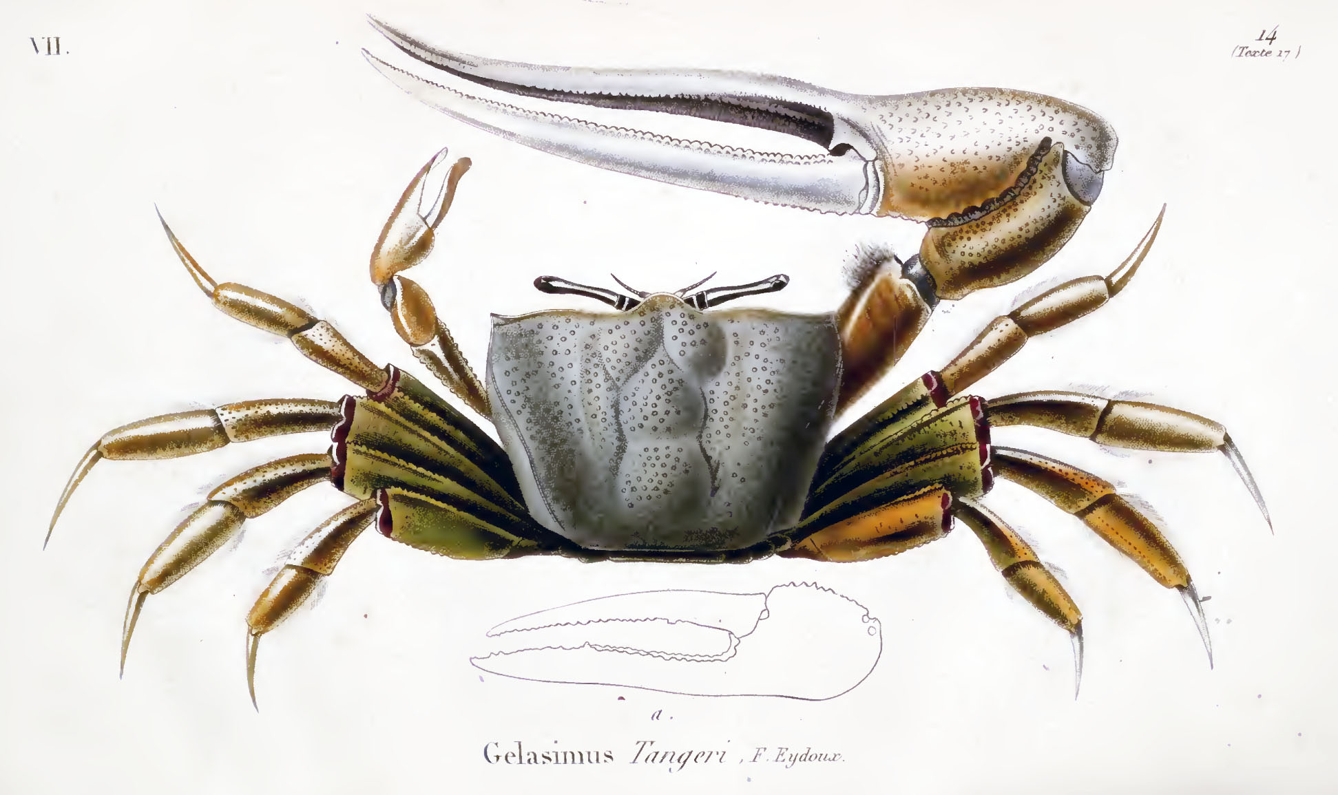 Gelasimus tangeri: Eydoux (1835) image