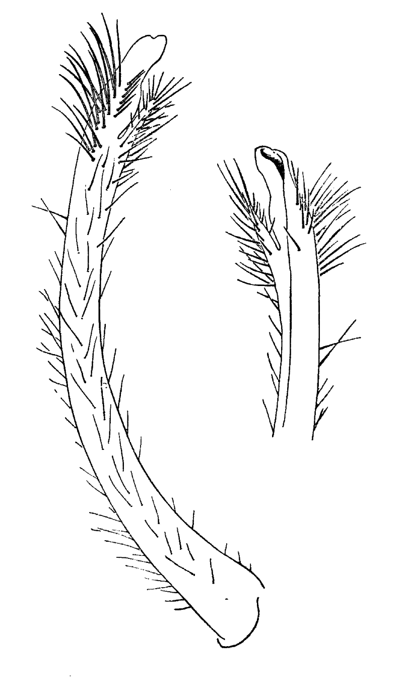 Uca annulipes: Forest & Guinot (1961) image