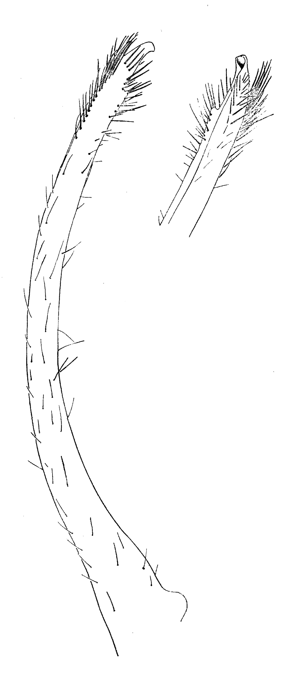 Uca gaimardi: Forest & Guinot (1961) image
