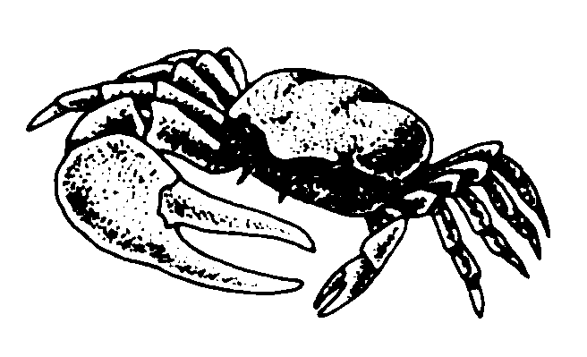 Uca crenulata: Hinton (1969) image