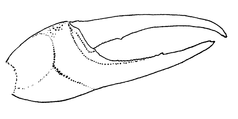 Uca crenulata: Holmes (1900) image