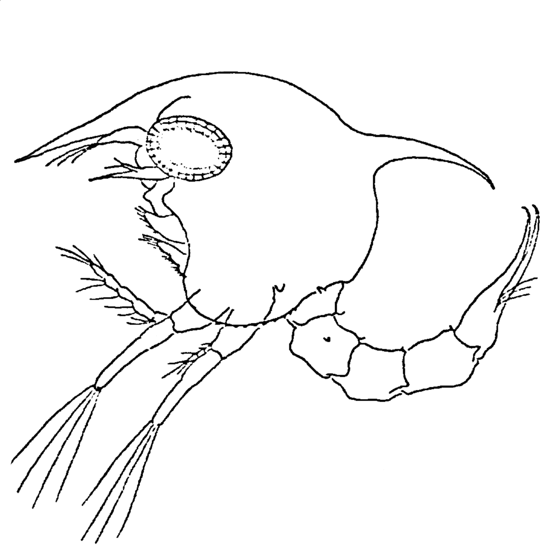 Uca pugnax: Kurata (1970) image