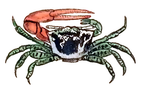 Gelasimus chlorophthalmus: Latreille (1837) image